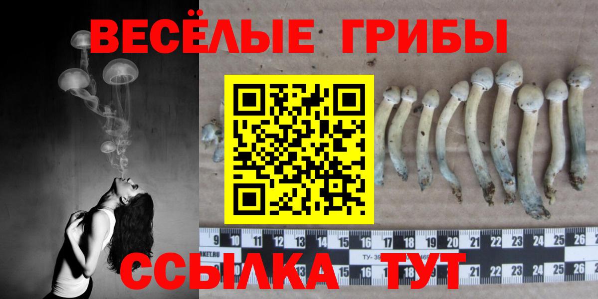 Псилоцибиновые грибы Psilocybine cubensis Верхняя Пышма